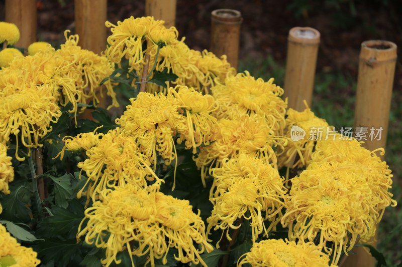 黄色菊花 丝状菊花 金丝菊花 