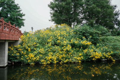 北京圆明园公园盛开的菊花