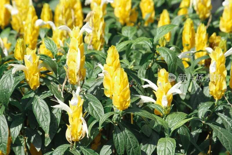 黄色金苞花特写