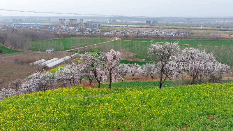 农村春天油菜花杏花自然风景航拍