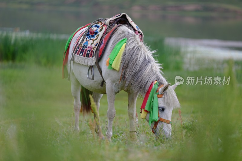 吃草的马