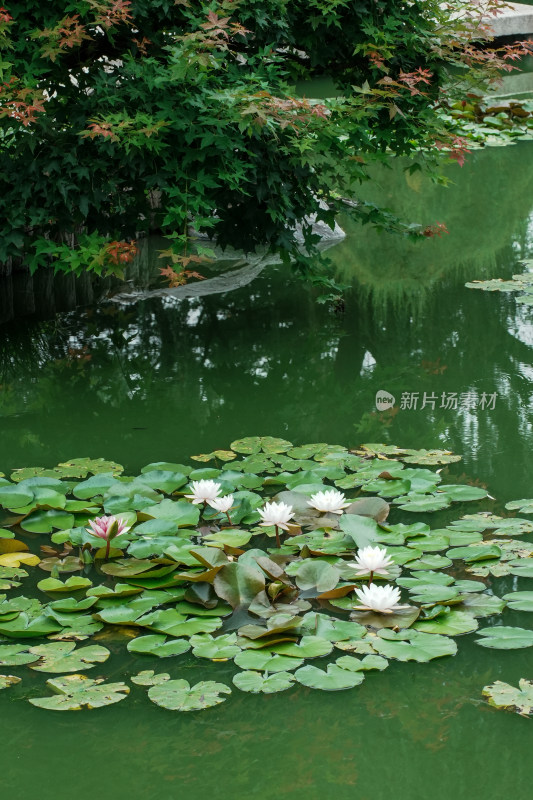 北京国家植物园睡莲