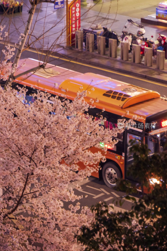 湖南常德府坪街春季樱花街道夜景