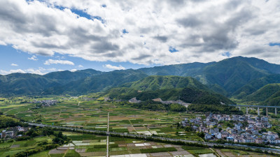 大型的水稻种植农田，乡村风光