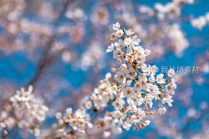 春季蓝天下的樱花特写