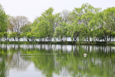 昆山巴城生态湿地公园的春天