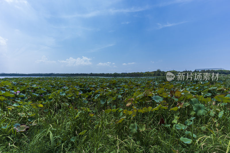 武汉蔡甸汤湖公园生态园林风景