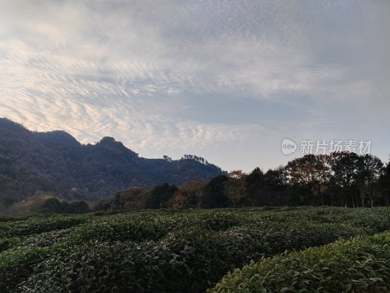 山林间的大片茶田风景