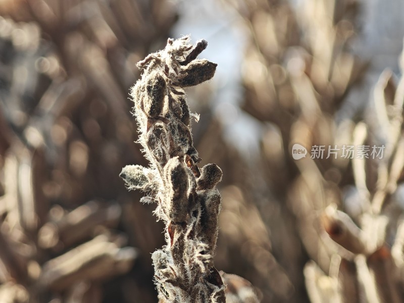 枯萎植物特写尽显秋日萧瑟之态