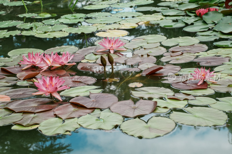 北京国家植物园睡莲