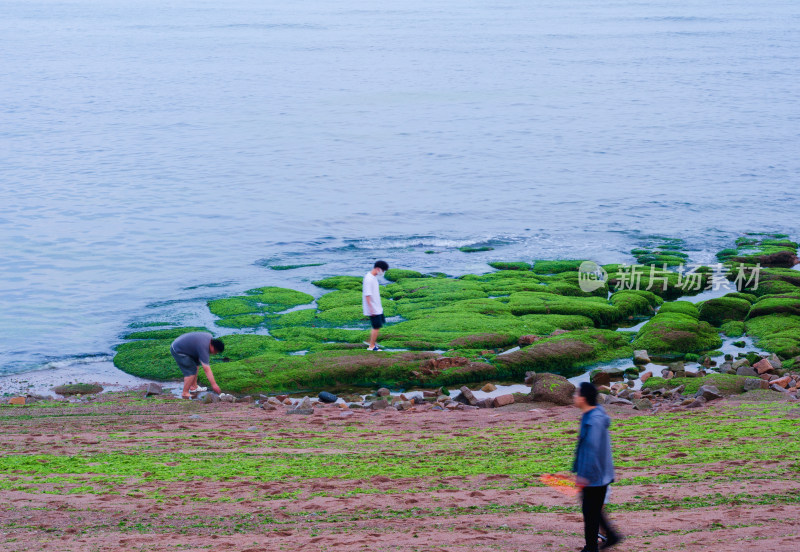 青岛台湾路麦岛湾，布满绿藻的岩石