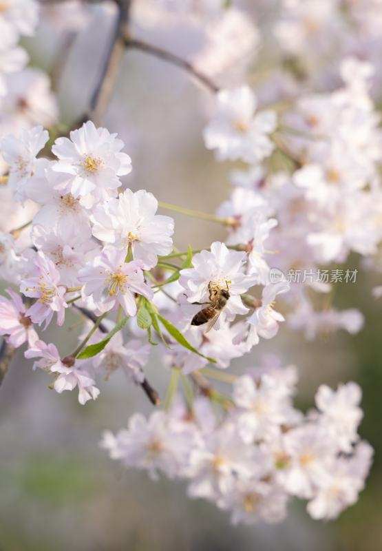 春天鲜花与蜜蜂