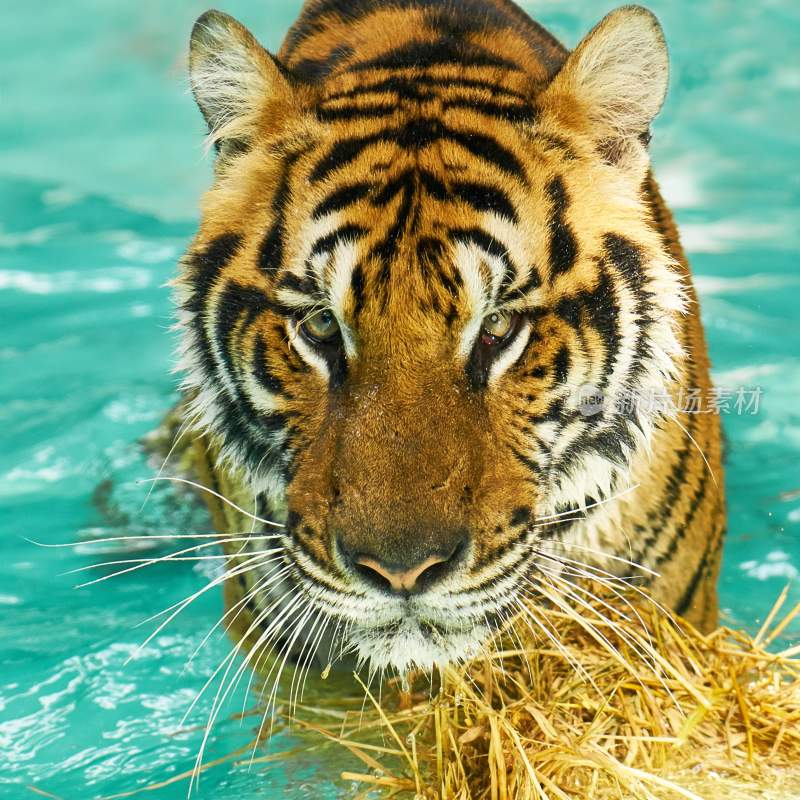 野生动物老虎食肉动物狩猎者