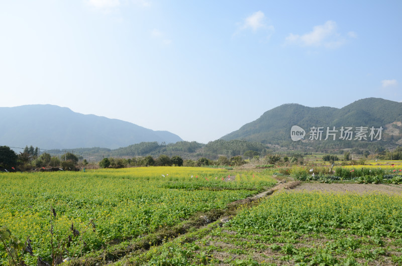 春天盛开的油菜花田