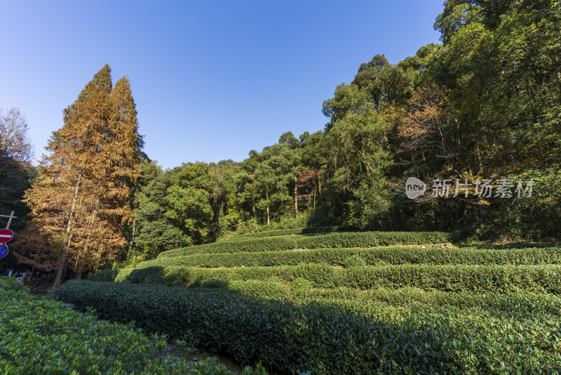 杭州西湖九溪风景区秋天风景