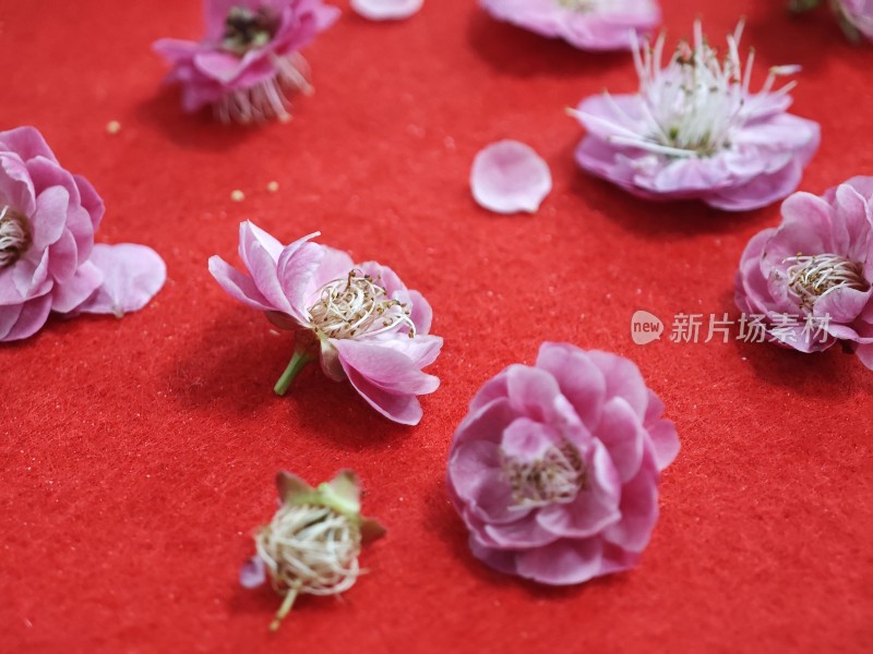 红色背景上的粉色花朵