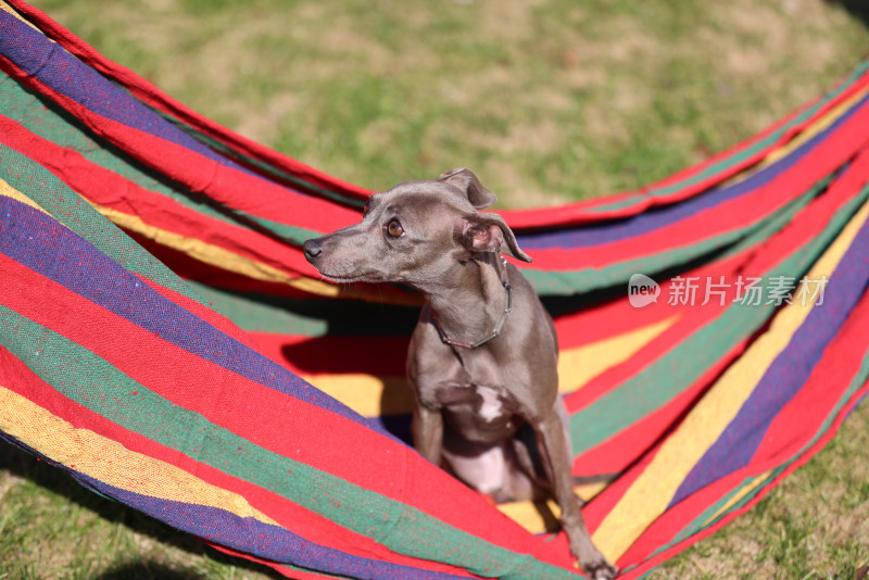 坐在吊床上的意大利小灵缇犬