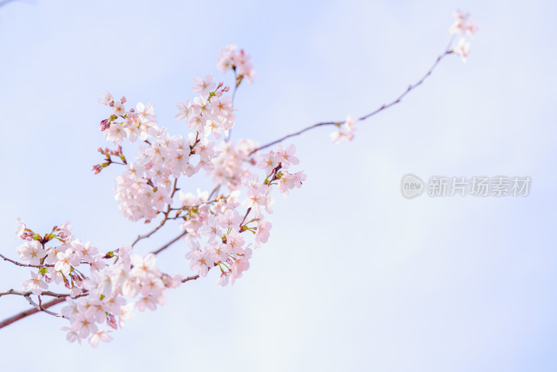 春日樱花季