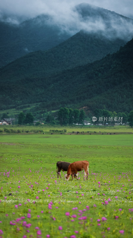 文海丽江风景