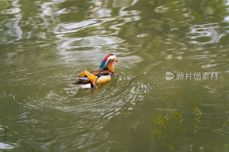 春天，苏州园林拙政园，水池里的鸳鸯