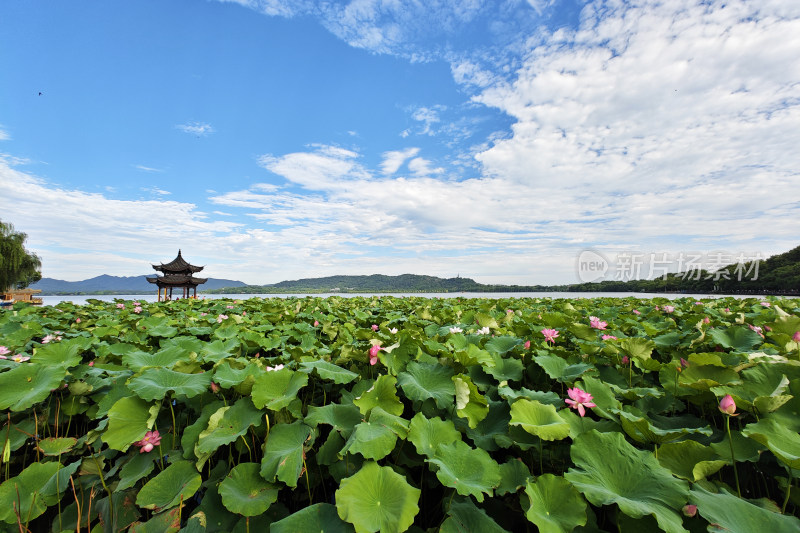 夏季的杭州西湖