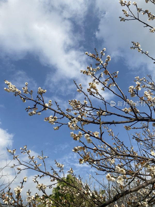 广州萝岗香雪公园梅花盛开