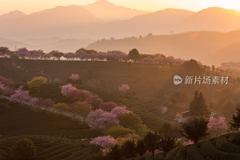 龙岩永福台品樱花茶园