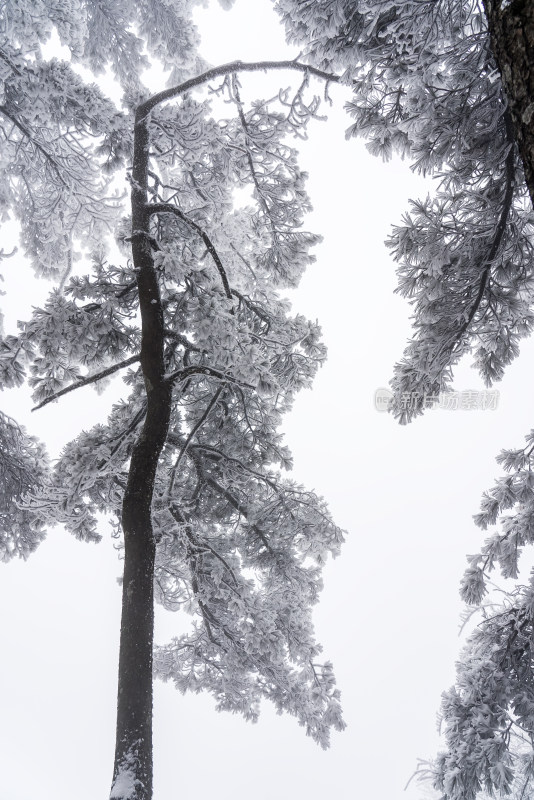 冬季大雪树木雾凇雪挂