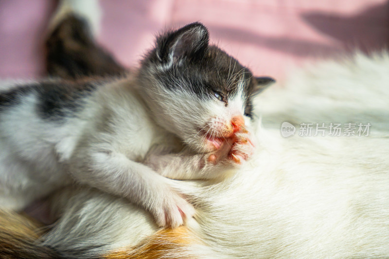 小猫趴在猫妈妈肚子上睡觉