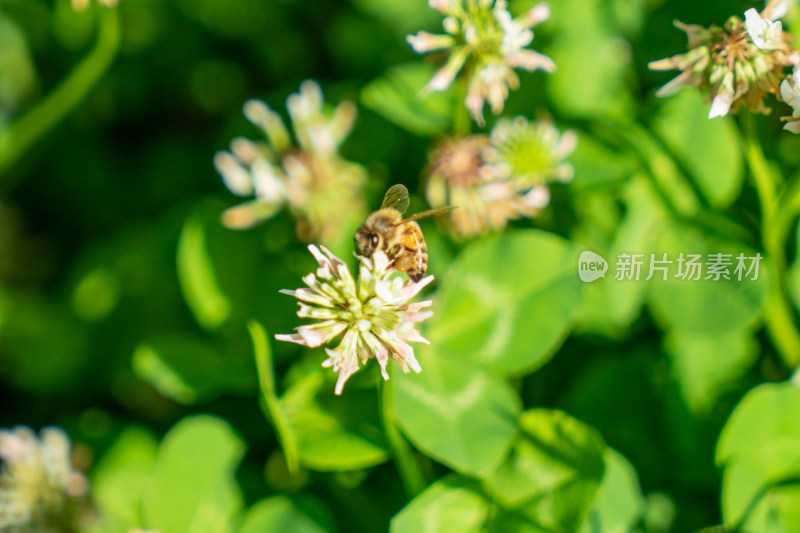 花草上的蜜蜂