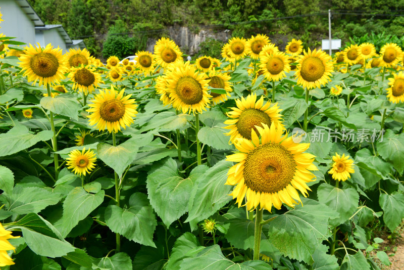 美丽田野田园太阳花葵花花朵向日葵航拍