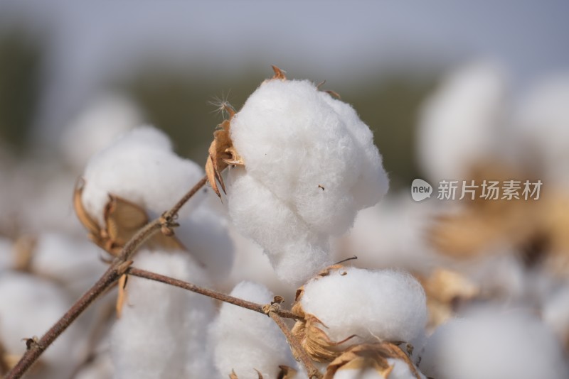 新疆 棉花 长绒棉  棉花田 棉桃 丰收