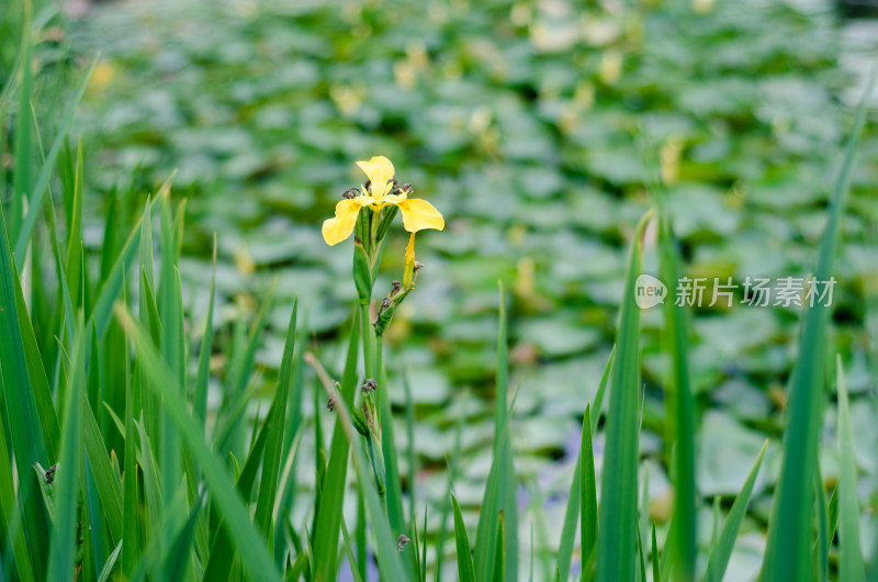 水边生长的黄色鸢尾花