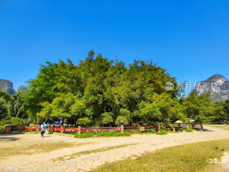 阳朔大榕树景区