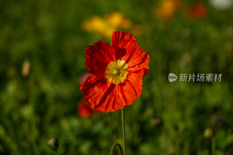 春天莫奈花园花海虞美人