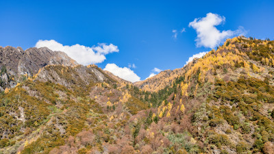 四川四姑娘山双桥沟秋天色彩的局部特写