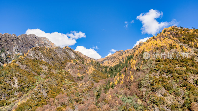 四川四姑娘山双桥沟秋天色彩的局部特写