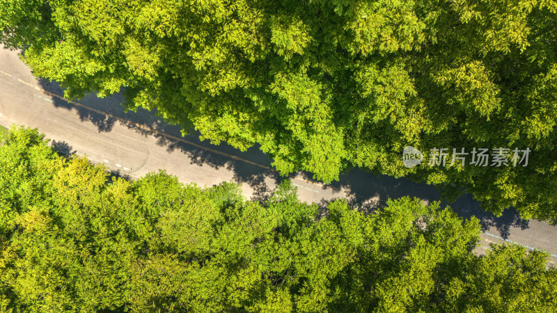 航拍林间道路全景