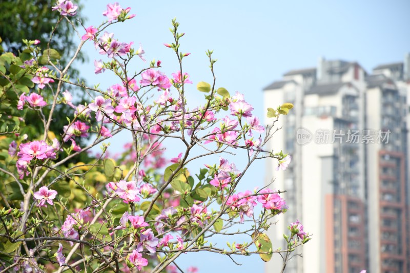 广东东莞：春光明媚 洋紫荆花开正盛