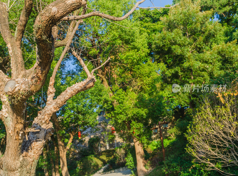 福建福州乌石山上的树木