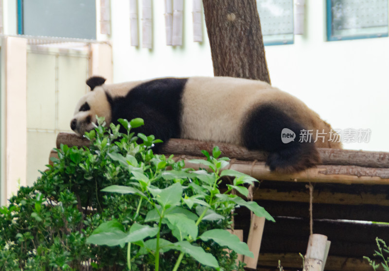 动物园里正在午休的大熊猫