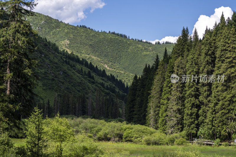 夏季蓝天白云下的高山森林植被