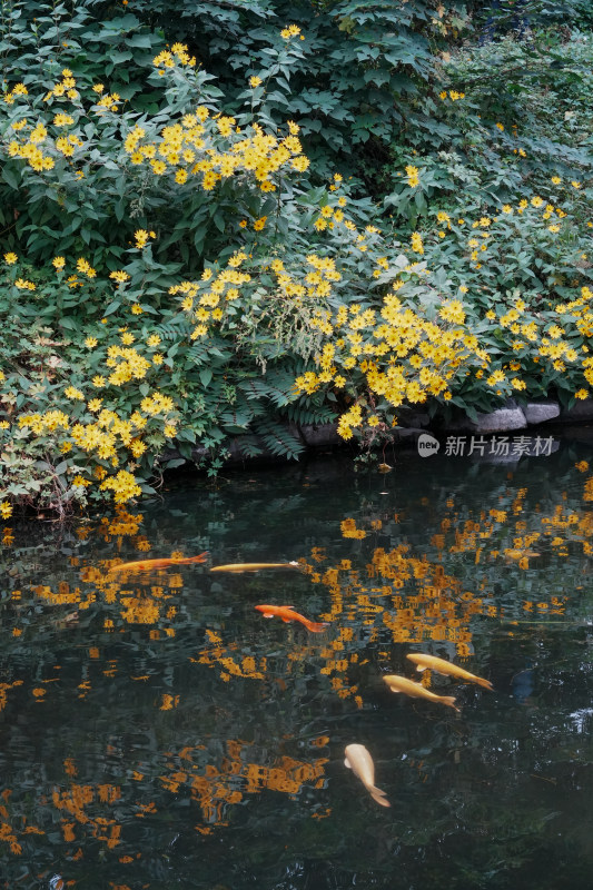 北京圆明园公园盛开的菊花