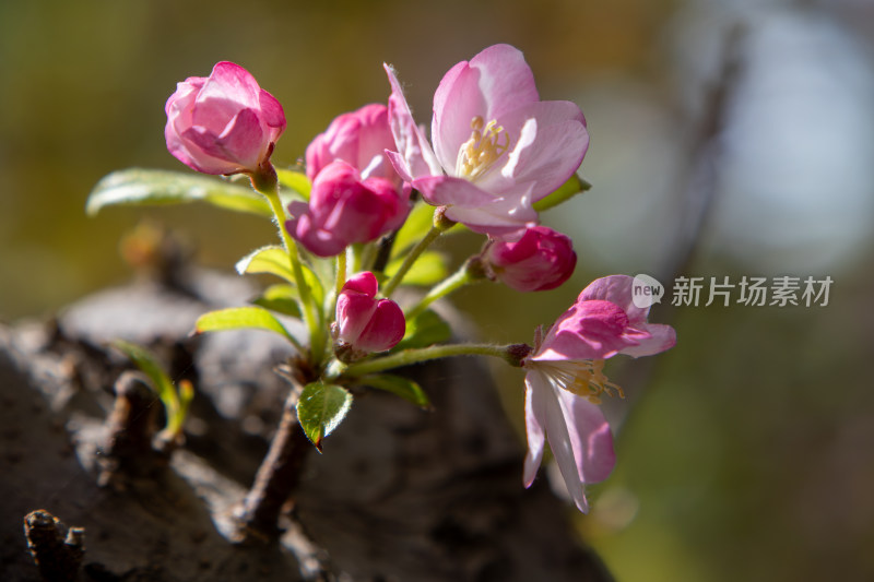 春天粉红色西府海棠花枝头盛开