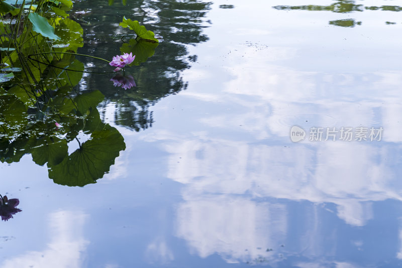 杭州西湖风景区曲院风风景