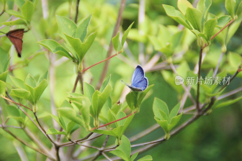 美丽蝴蝶昆虫