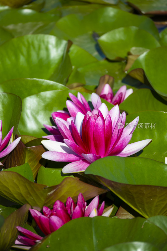 夏天莲花池里盛开的粉色睡莲风景