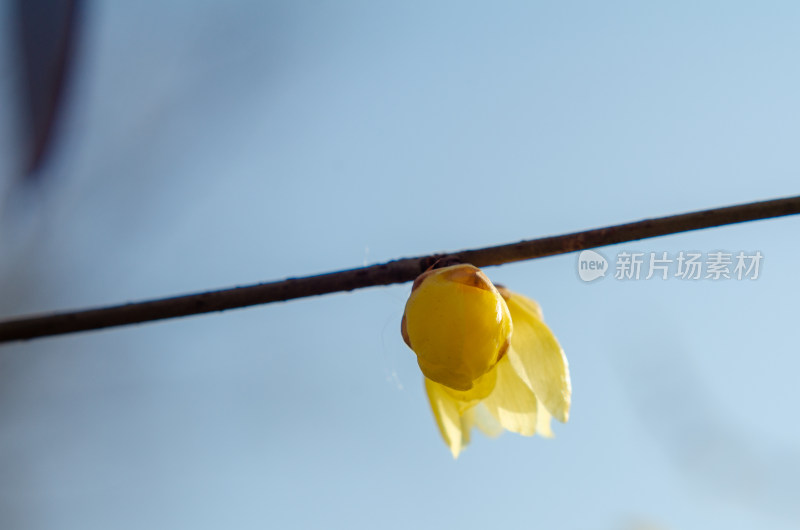 树枝上的一朵腊梅花骨朵