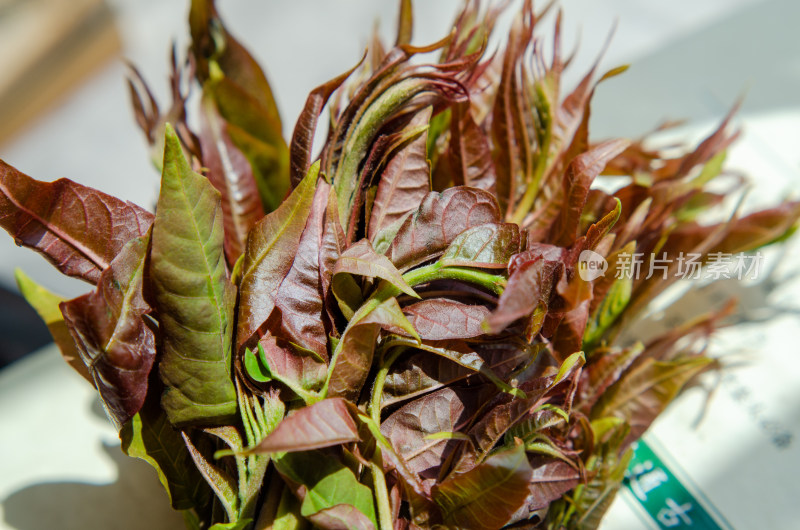 一捆香椿芽特写