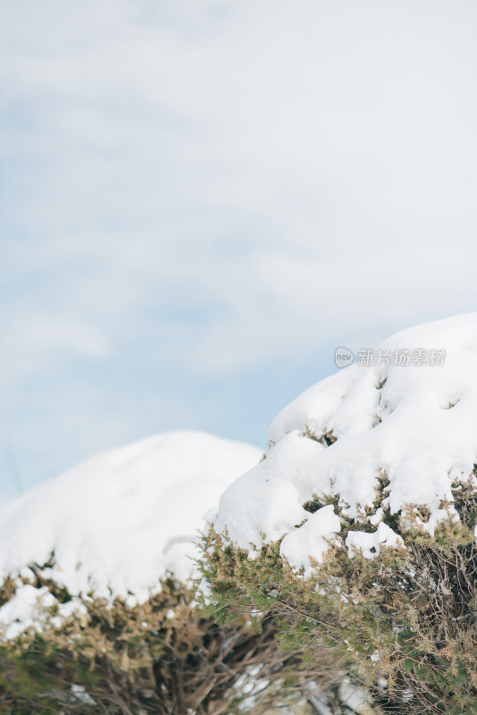 冬天蓝天下的积雪松树